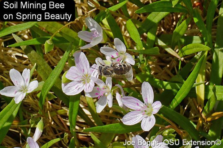 Soil Mining Bee on flowers